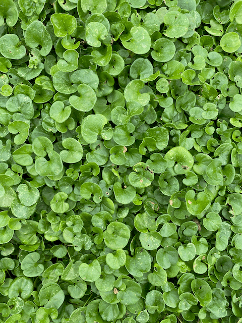 garden landscaping